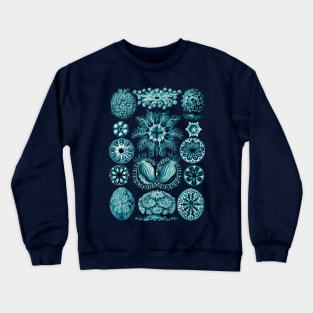 Ernst Haeckel Ascidiae Sea Squirts  Cerulean Crewneck Sweatshirt